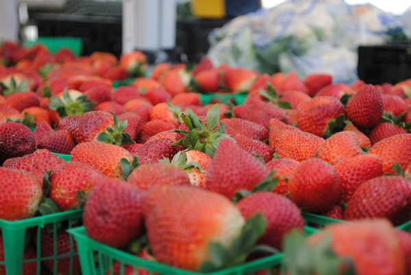 Fresh Florida Strawberries